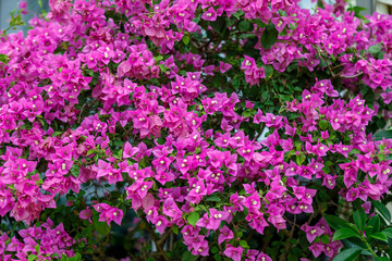 Pink numerous flowers on a decorative tropical bush