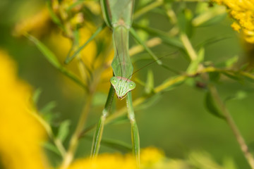 Chinese Mantis on Goldenrod in Summer
