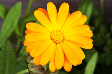 bright orange marigold flowers on a background of green leaves in the garden