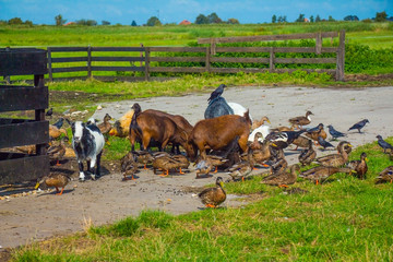 animals grazing on farm on green grass outdoor at sunny day 