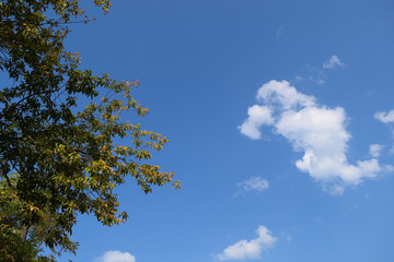 View through the green foliage to the blue sky with white clouds.
