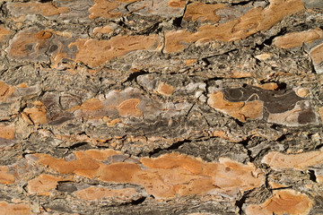 Flat pine tree bark texture