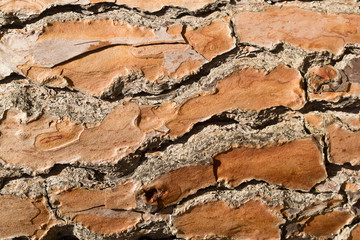 Typical pine tree bark texture