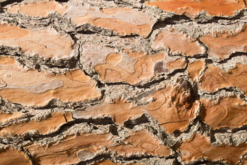 Typical pine tree bark texture