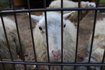 eingesperrtes weißes Schaf hinter einem schwarzen Zaun in einem Gehege eines Tierparks