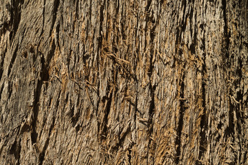 Old eucalyptus tree bark texture