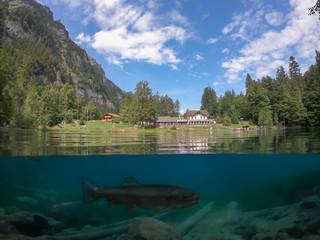 Blausee - clear moutain lake with trouts 