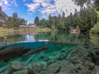 Blausee - clear moutain lake with trouts 