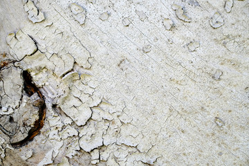 knots on an old wooden surface. wood texture. the background.
