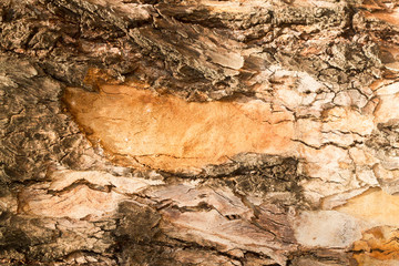 Old tree bark texture
