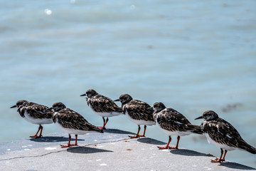 Florida exotic wildlife along the Coast, the Swamps and even at Animal Kingdom 