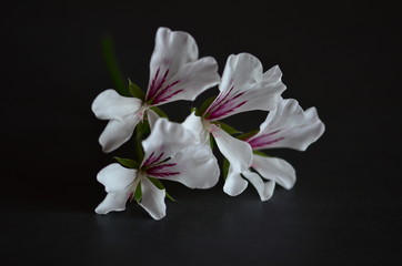 Naklejka na ściany i meble Pelargonien - Blüten