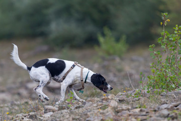 Cane in ricerca