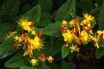 Gelbe Blüten des Johanniskrautes, Hypericum perforatum