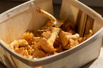 Several chanterelles in a wooden basket in the kitchen 