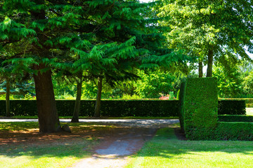 Alley in the park with beautiful green trees. Rest zone.