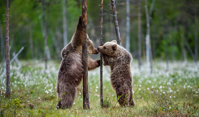 Brown bear cubs stands on its hind legs. Scientific name: Ursus Arctos ( Brown Bear). Green natural background. Natural habitat, summer season. © Uryadnikov Sergey