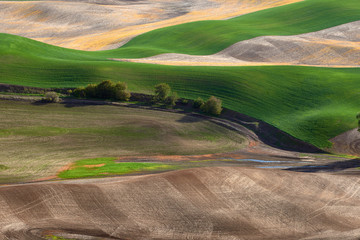 View of the spring fields in the Palouse Hills region of Washington state.