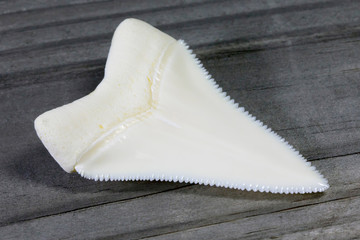 A Large  Great White Shark Tooth