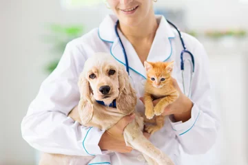 Deurstickers Vet with dog and cat. Puppy and kitten at doctor. © famveldman