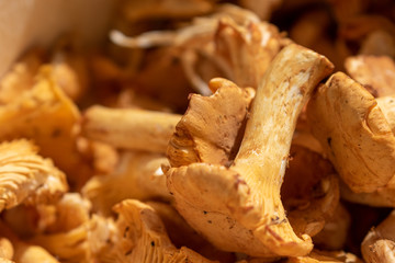 Close up of orange fresh harvested chanterelle mushrooms