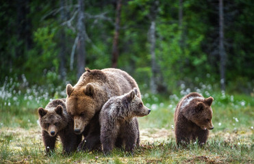 She-bear and cubs in the summer forest. Natural Habitat. Brown bear, scientific name: Ursus arctos. Summer season.