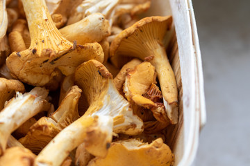 Several fresh chanterelle mushrooms in a small wooden basket in the market