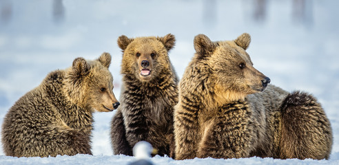 She-Bear and bear cubs on the snow. Brown bears  in the winter forest. Natural habitat. Scientific name: Ursus Arctos Arctos. © Uryadnikov Sergey