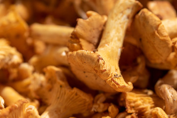 Close up of fresh collected girolle mushrooms in a small wooden basket 