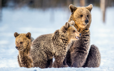 She-Bear and bear cubs on the snow. Brown bears  in the winter forest. Natural habitat. Scientific name: Ursus Arctos Arctos. - obrazy, fototapety, plakaty