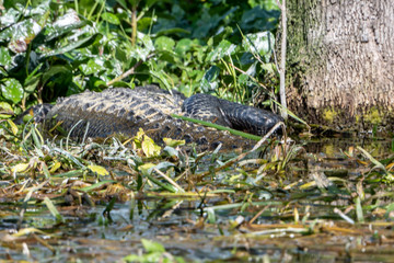 Florida exotic wildlife along the Coast, the Swamps and even at Animal Kingdom 