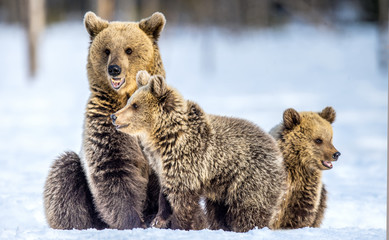She-Bear and bear cubs on the snow. Brown bears  in the winter forest. Natural habitat. Scientific name: Ursus Arctos Arctos.