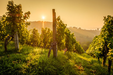 Vignoble vignes vignes dans le soleil rétroéclairé