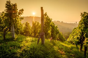 Gordijnen Wijngaard wijnstokken wijnstokken in de tegenlicht zon © Bernd Schmidt