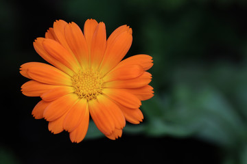 orange flower on green background