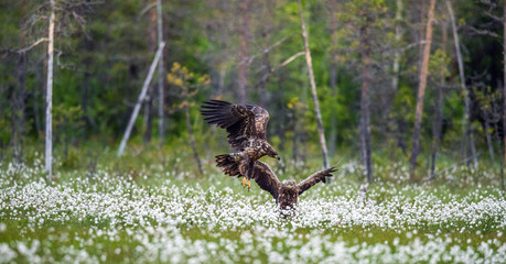 Juvenile White-tailed eagles i in the meadow with white flowers. . Scientific name: Haliaeetus albicilla, Ern, erne, gray eagle, Eurasian sea eagle and white-tailed sea-eagle. Summer season.
