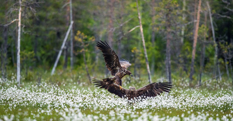 Juvenile White-tailed eagles i in the meadow with white flowers. . Scientific name: Haliaeetus albicilla, Ern, erne, gray eagle, Eurasian sea eagle and white-tailed sea-eagle. Summer season.