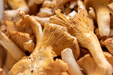 Top view on fresh harvested girolle mushrooms
