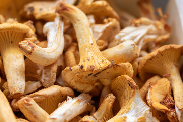 Close up of fresh harvested girolle mushrooms 