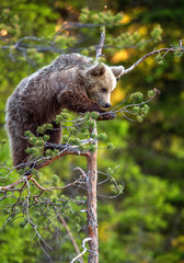 Brown bear cub on the pine tree. Green natural background.  Natural habitat. Summer forest. Scientific name: Ursus arctos.