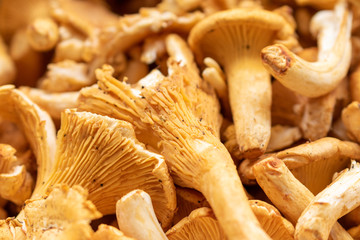 Top view on fresh harvested chanterelle mushrooms