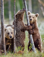 Obraz premium Brown bear cubs stands on its hind legs. Scientific name: Ursus Arctos ( Brown Bear). Green natural background. Natural habitat, summer season.