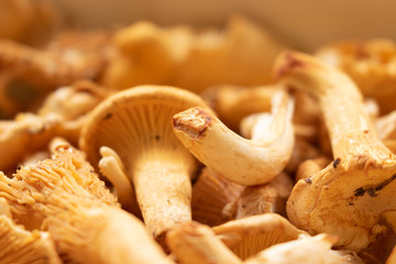 Several girolles in a basket in the kitchen 
