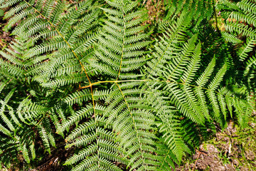 fern close-up in sunny day 