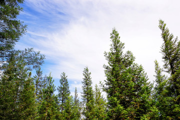 sequoias plantation redwood forest  in Poio village , Pontevedra , Spain , Europe