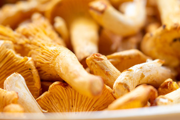 Several ripe chanterelle mushrooms in the kitchen 