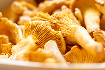 Close up of a golden ripe girolle