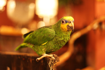 parrot on a branch