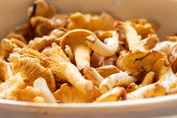 Group of harvsted golden girolles in a bsaket