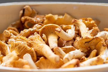 Tasty golden girolles in a wooden basket after harvesting